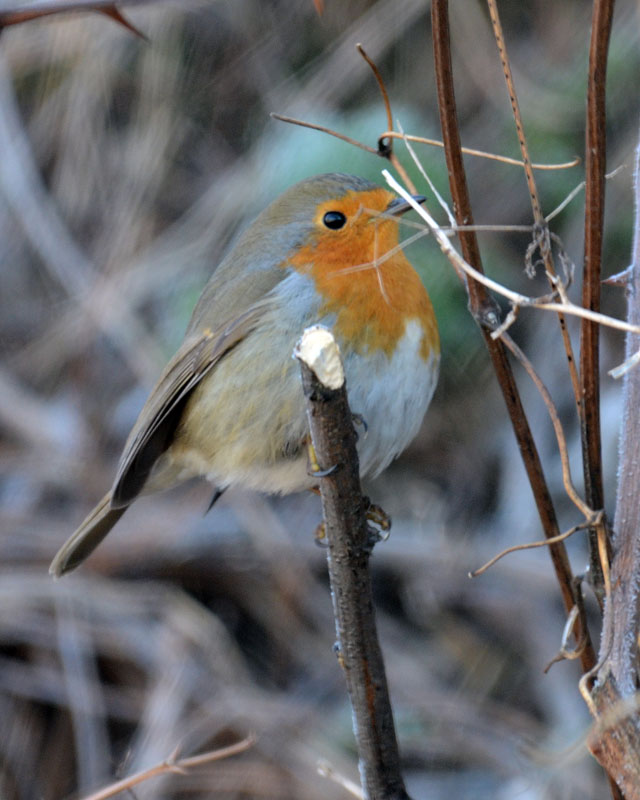 Pettirosso - Erithacus rubecula